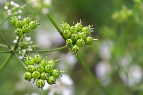 Coriander Seed