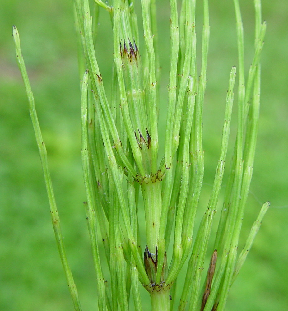 Horsetail